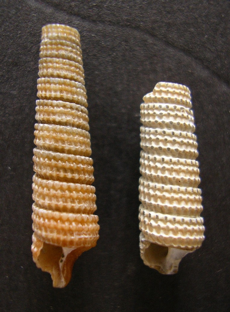 Triphoridae